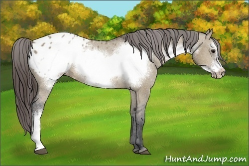 Horse Color:Brown Dun Frame Appaloosa 