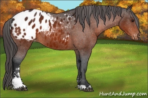 Horse Color:Brown Sabino Varnish 