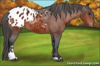 Horse Color:Bay Sabino Appaloosa 