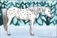 Horse Color:Buckskin Near Leopard 