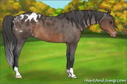 Horse Color:Brown Appaloosa