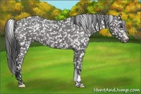 Horse Color:Black Appaloosa