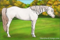 Horse Color:Buckskin Snowdrop Varnish 