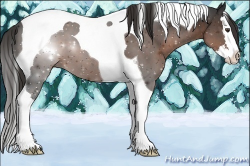 Horse Color:Liver Chestnut Splash Tobiano 