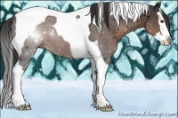 Horse Color:Liver Chestnut Splash Tobiano