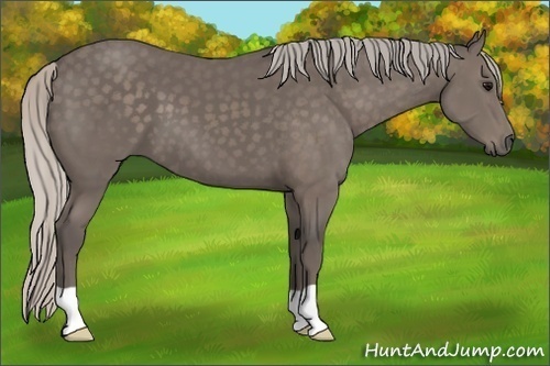 Horse Color:Silver Black 