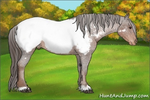 Horse Color:Liver Red Roan Appaloosa 
