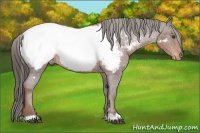 Horse Color:Liver Red Roan Appaloosa 