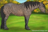 Horse Color:Buckskin Ice 