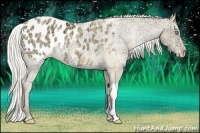 Horse Color:Silver Amber Cream Champagne Ice Appaloosa Rabicano