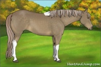 Horse Color:Chocolate Palomino Tobiano 