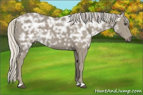 Horse Color:Silver Smoky Black Ice
