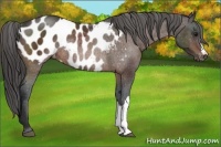 Horse Color:Bay Appaloosa Rabicano 