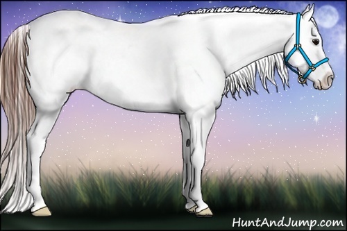 Horse Color:Brown Appaloosa 