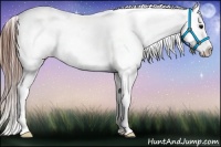 Horse Color:Brown Appaloosa