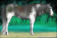 Horse Color:White Spotted Smoky Black Splash 