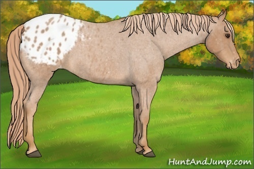 Horse Color:Red Roan Appaloosa 
