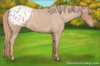 Horse Color:Red Roan Appaloosa 