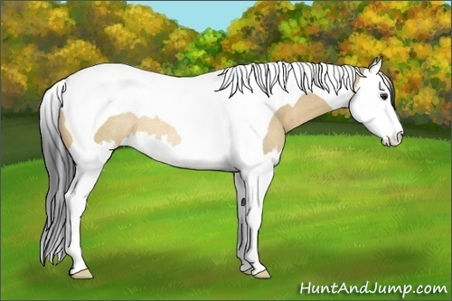 Horse Color:Bay Dun Splash Tobiano Rabicano