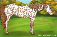 Horse Color:Chestnut Appaloosa