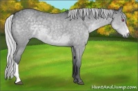 Horse Color:Silver Grullo Chinchilla Roan