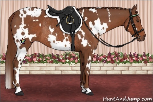 Horse Color:White Spotted Chestnut Rabicano 