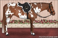 Horse Color:White Spotted Chestnut Rabicano 