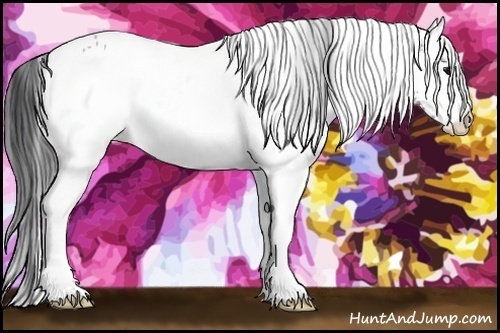 Horse Color:White Spotted Bay 