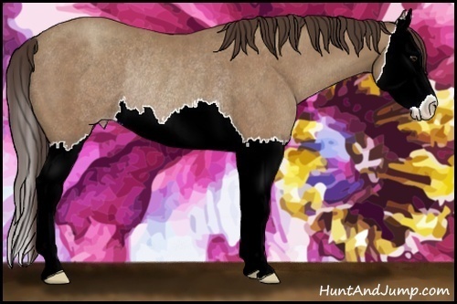 Horse Color:Classic Champagne Sabino Splash Rabicano 
