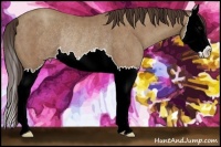 Horse Color:Classic Champagne Sabino Splash Rabicano 