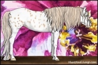 Horse Color:Gold Champagne Splash Appaloosa Rabicano 