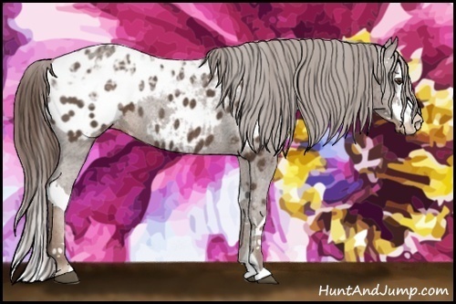 Horse Color:Liver Chestnut Ice Splash Appaloosa Rabicano 