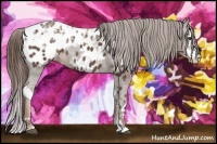 Horse Color:Liver Chestnut Ice Splash Appaloosa Rabicano 