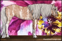 Horse Color:Silver Bay Ice Sabino Splash Rabicano 