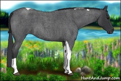 Horse Color:Blue Roan Tobiano