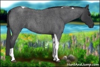 Horse Color:Blue Roan Tobiano