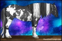 Horse Color:White Spotted Black Rabicano 