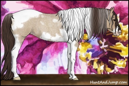 Horse Color:Classic Champagne Roan Tobiano Frame 