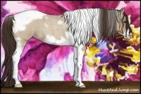 Horse Color:Classic Champagne Roan Tobiano Frame 