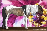 Horse Color:Bay Ice Dun Tobiano 