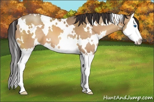 Horse Color:White Spotted Amber Champagne Splash 