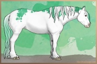 Horse Color:Watercolor White Spotted Black Chinchilla Splash 