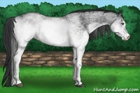 Horse Color:White Spotted Black 