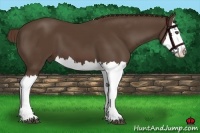 Horse Color:Liver Chestnut Splash 