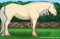 Horse Color:Silver Amber Cream Champagne Dun 