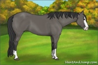 Horse Color:Grullo Sabino Splash 