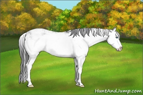Horse Color:Black Sabino Splash 