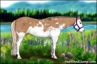 Horse Color:Chestnut Sabino Splash 