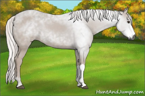 Horse Color:Gray Chestnut 