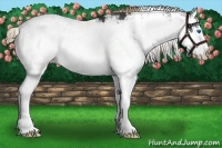 Horse Color:Liver Chestnut Sabino Splash